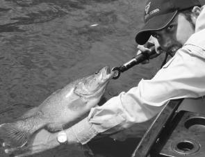 Murray cod of this size have been very common in the upper reaches of the Murrumbidgee River this season. This one fell to a black Wiggle Spin spinnerbait with red skirt tips.